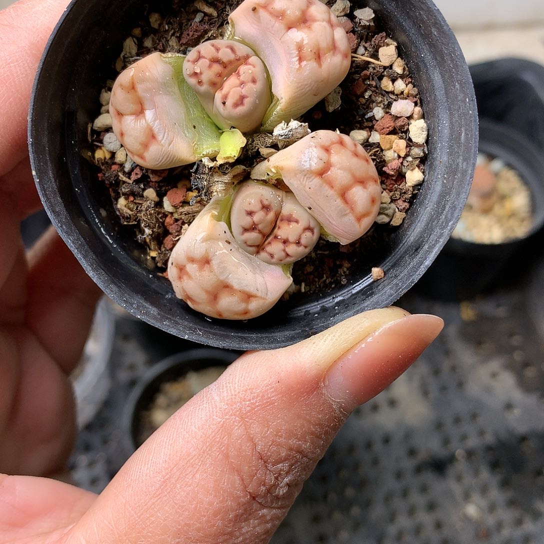 K61多肉植物保护