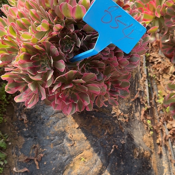 854女郎多肉哦哦哦哦哦哦