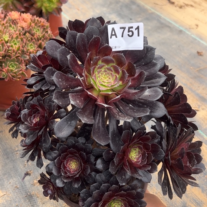 墨筒多肉植物751