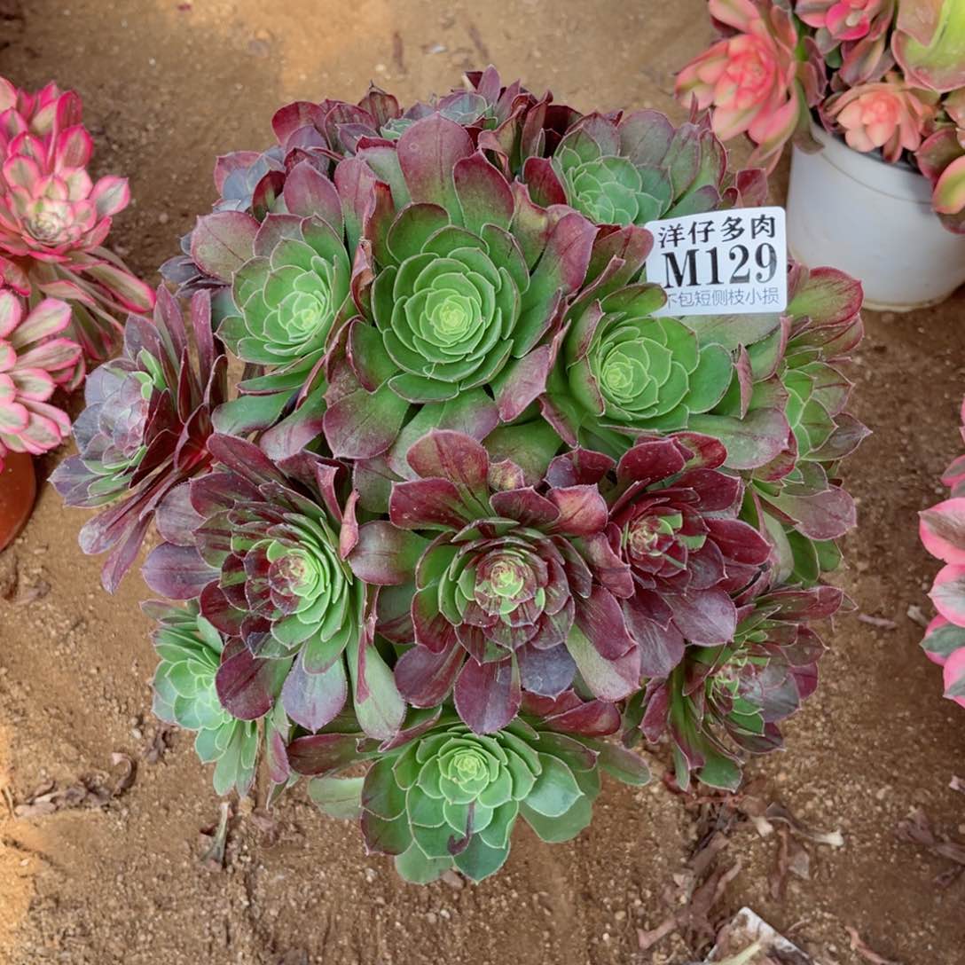 129花月夜  冠幅30左右