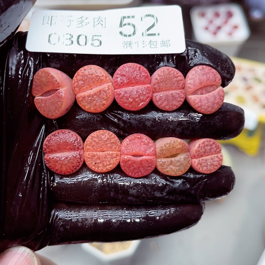 郎哥多肉生石花5-52