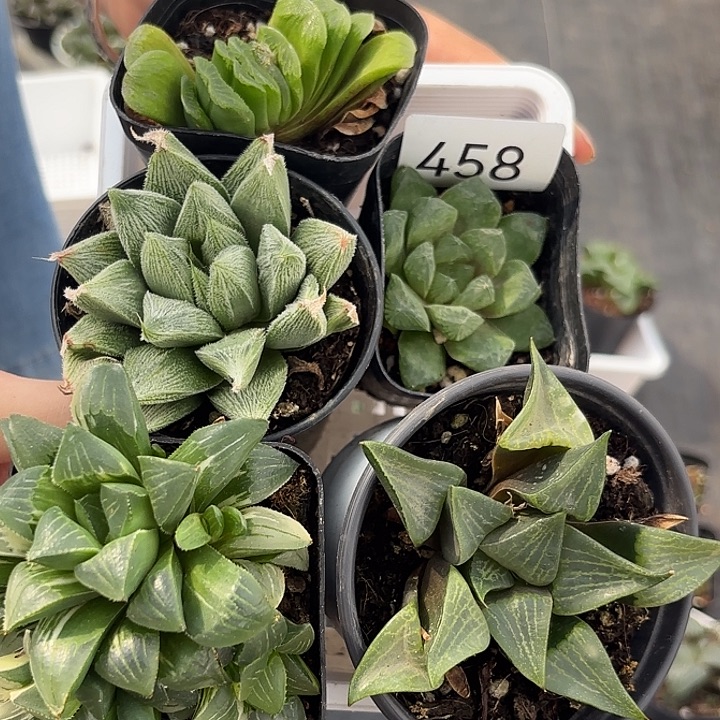 458 一筐玉露组合随机一筐