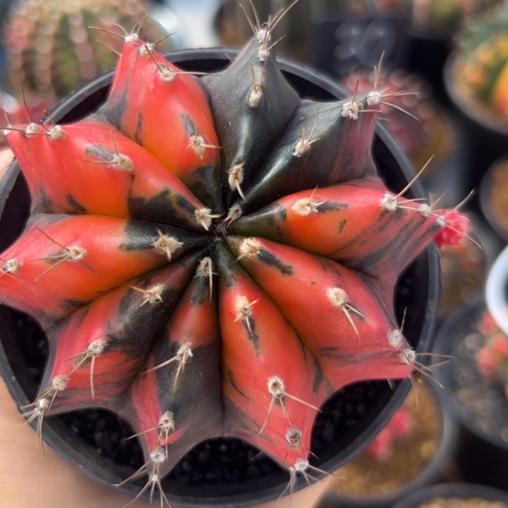 泰国米哈仙人球10