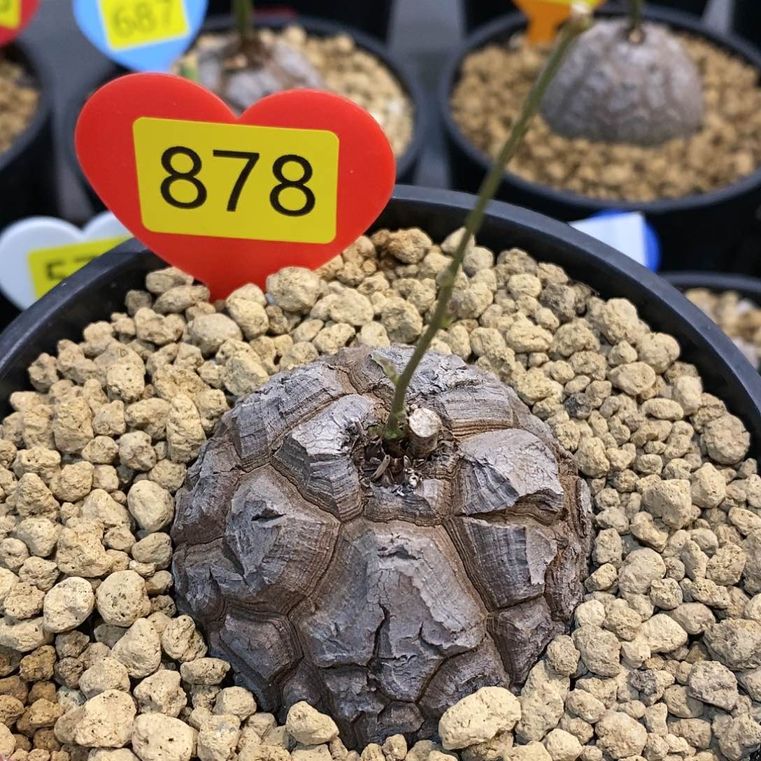 南非龟甲龙龟甲龙