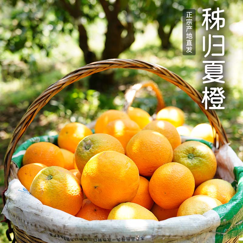 秭归夏橙商用榨汁果九斤整箱发货
