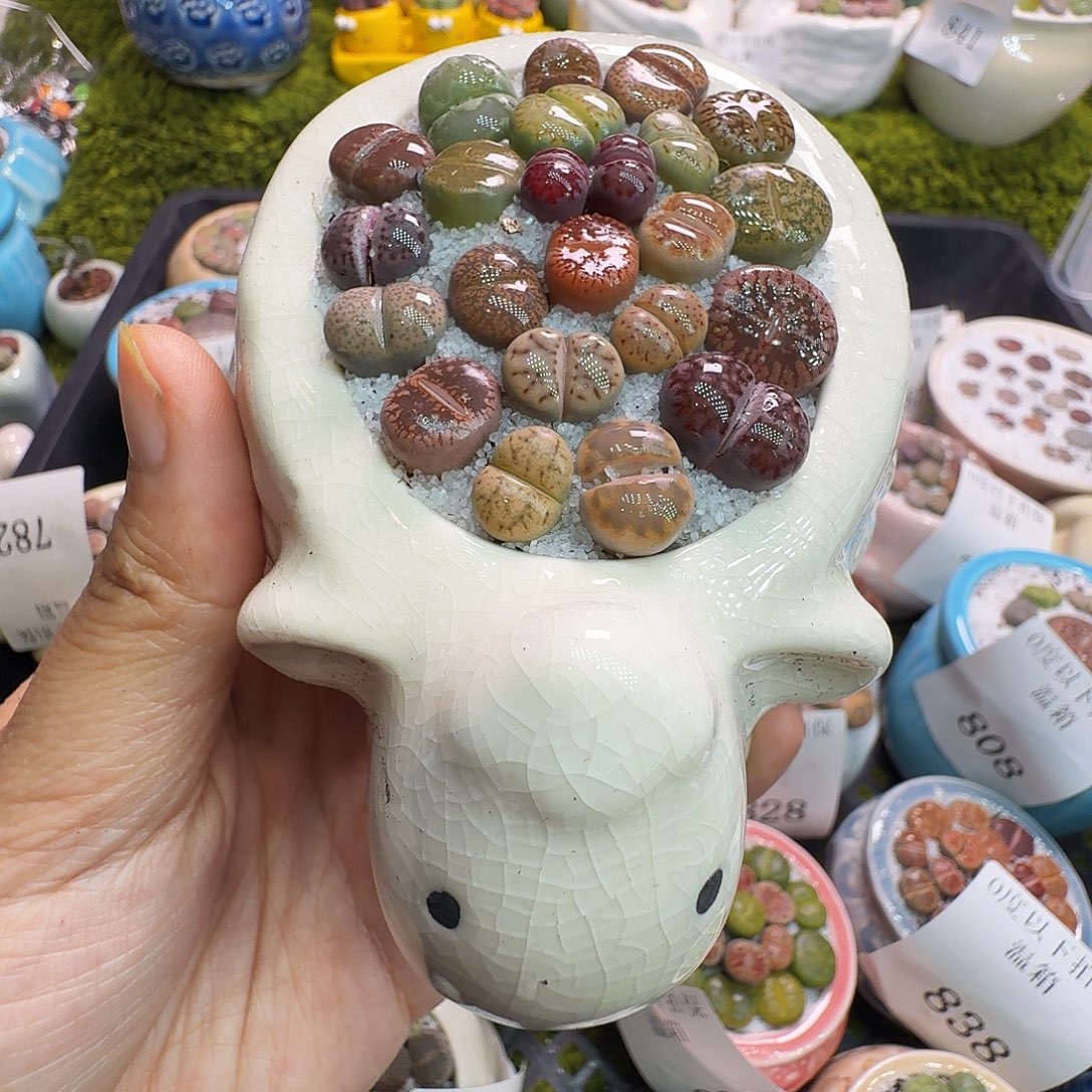 多肉植物福利冲844