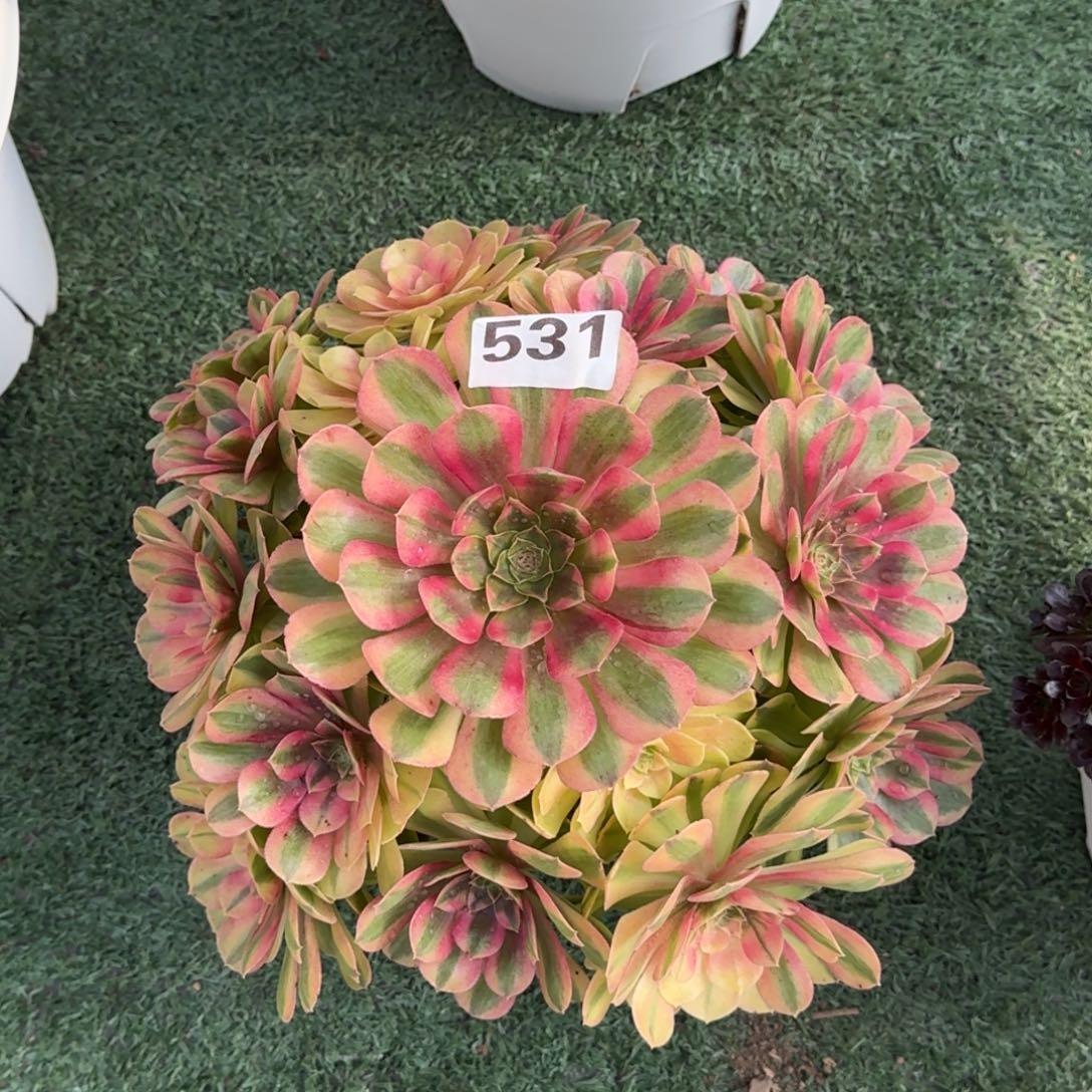  531！雨菏法师多肉植物