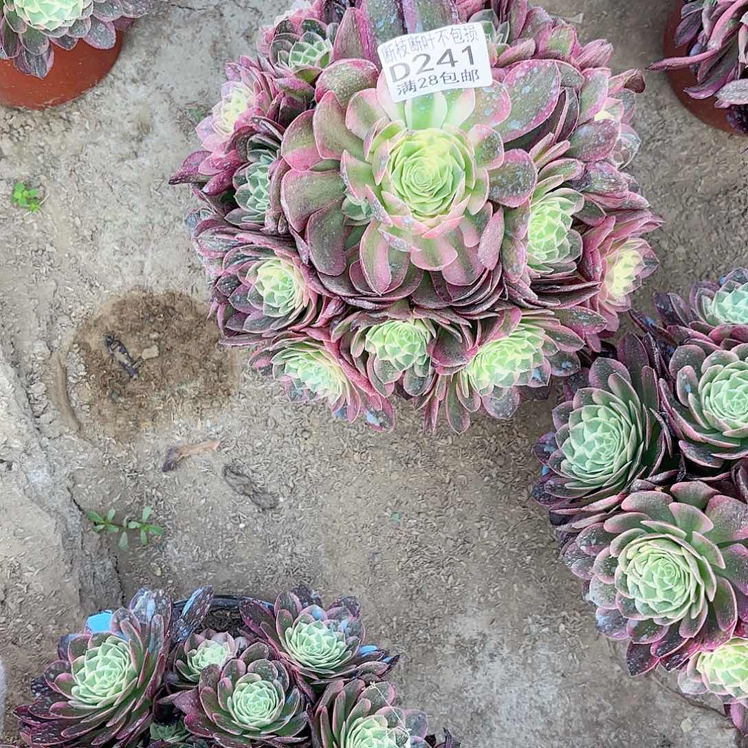 清**兰Q. 241海王多肉11111