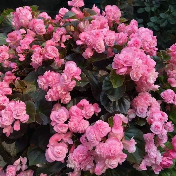 【巧克力蕾丝粉】玻璃球球海棠多年生室内花卉 不包养护