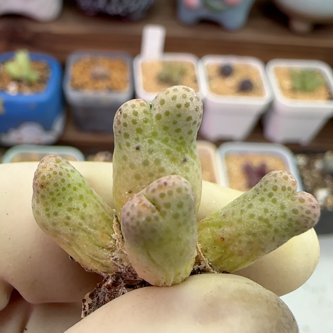 155园艺优选红斑马