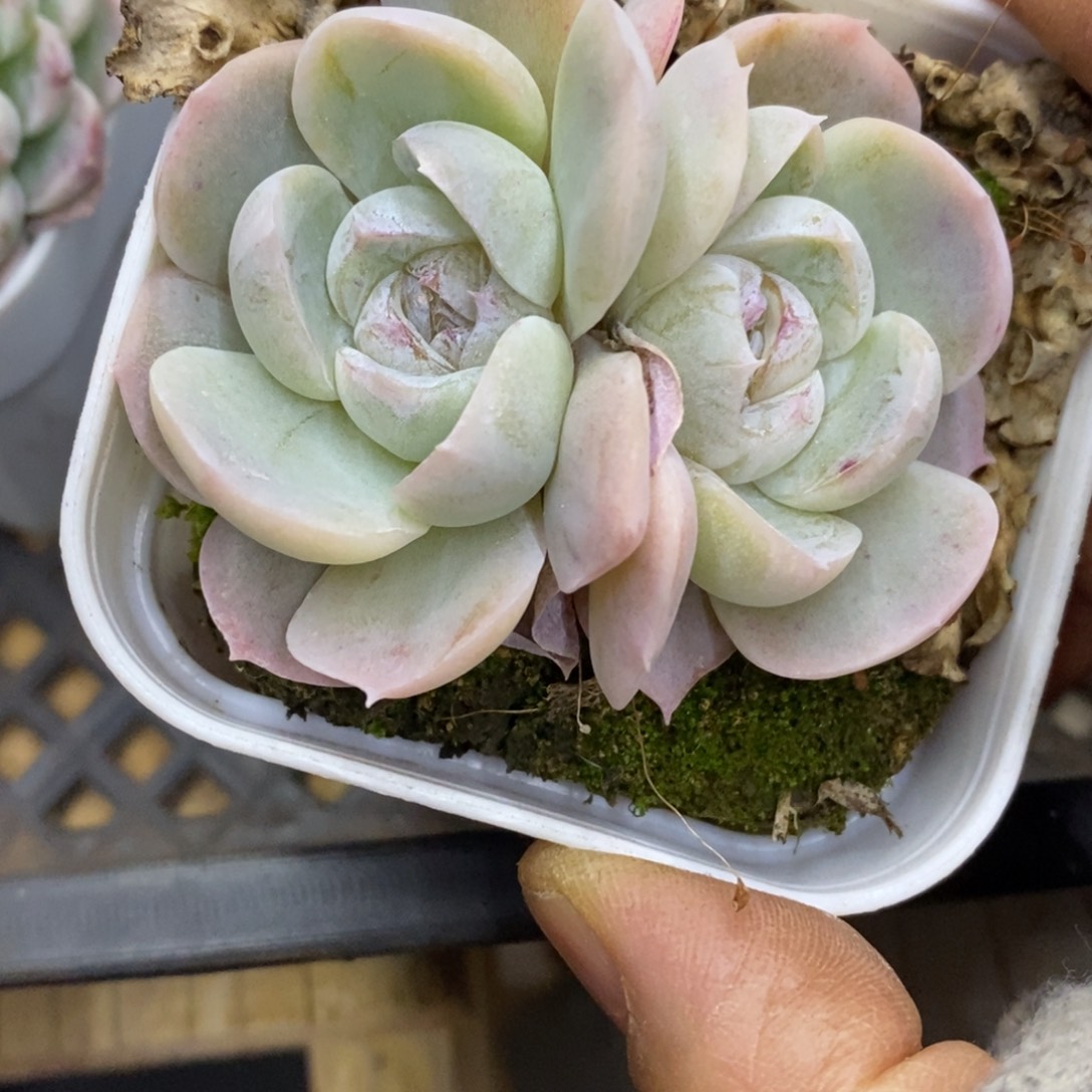 精品多肉一物一拍不包整300