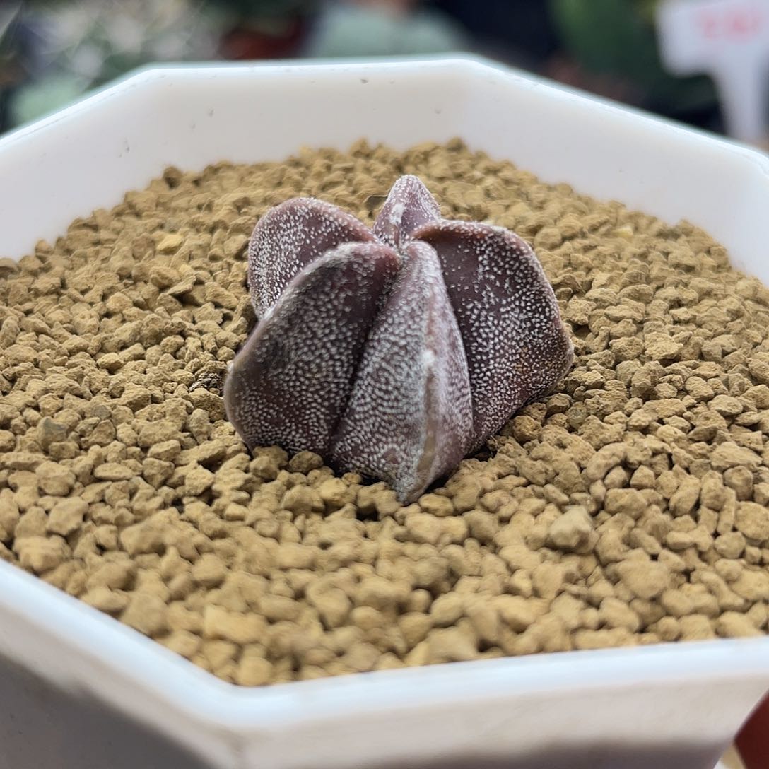 无花朵实生银沙紫鸾凤玉仙人球