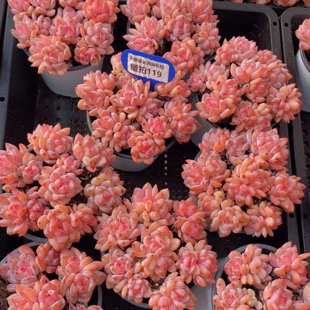 量拍119号 果冻韩版仙女橙双头组合7个