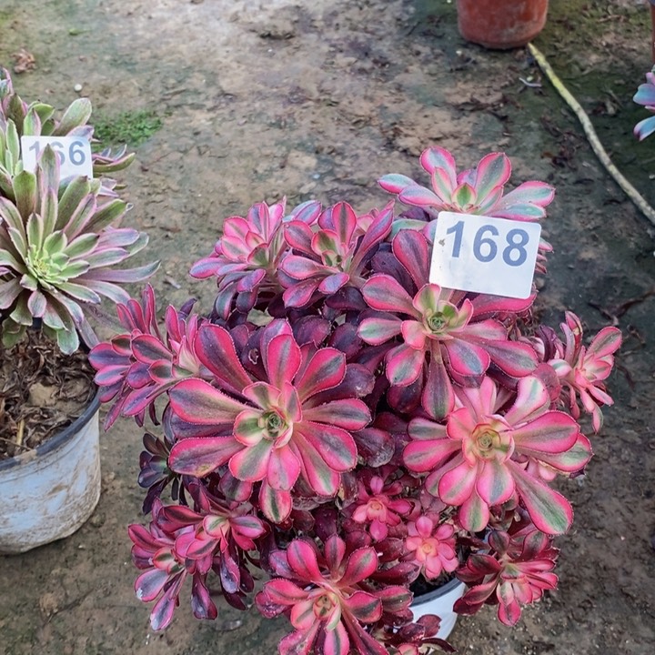 168香奈儿绣球多肉00000