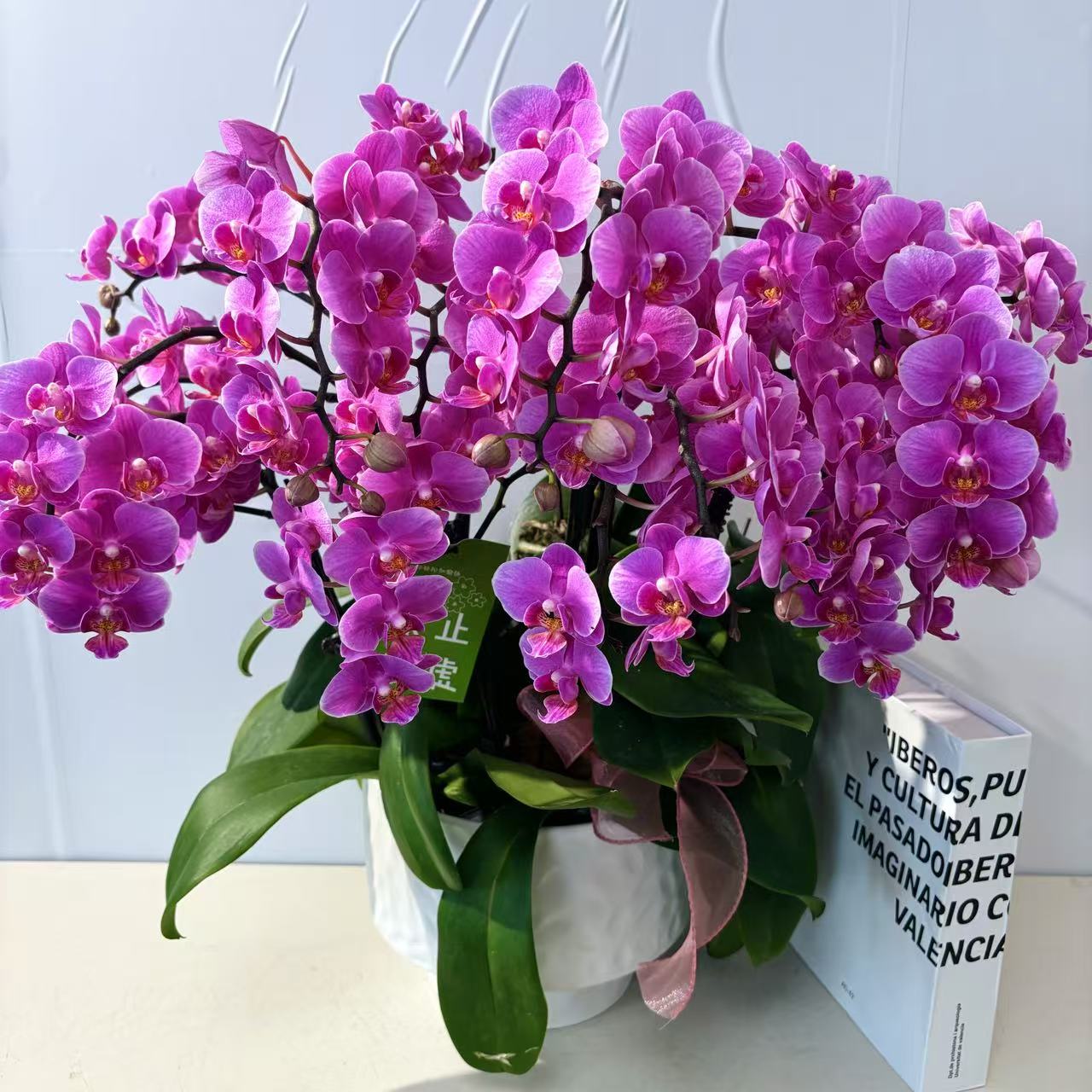 鼎胜【骄阳29】蝴蝶兰盆栽花卉观花植物室内四季开花耐旱陶瓷盆6-9