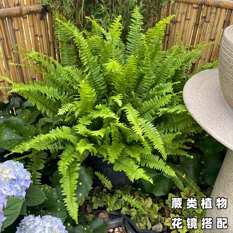 肾蕨盆栽耐阴耐寒四季常青室内外观叶植物庭院造景