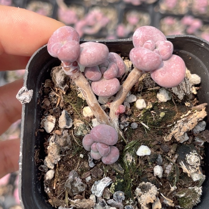 一物一拍腰子蛋满18包邮