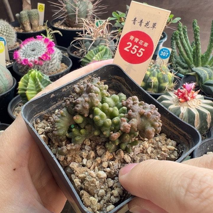 程程柱石化群一棵仙人球