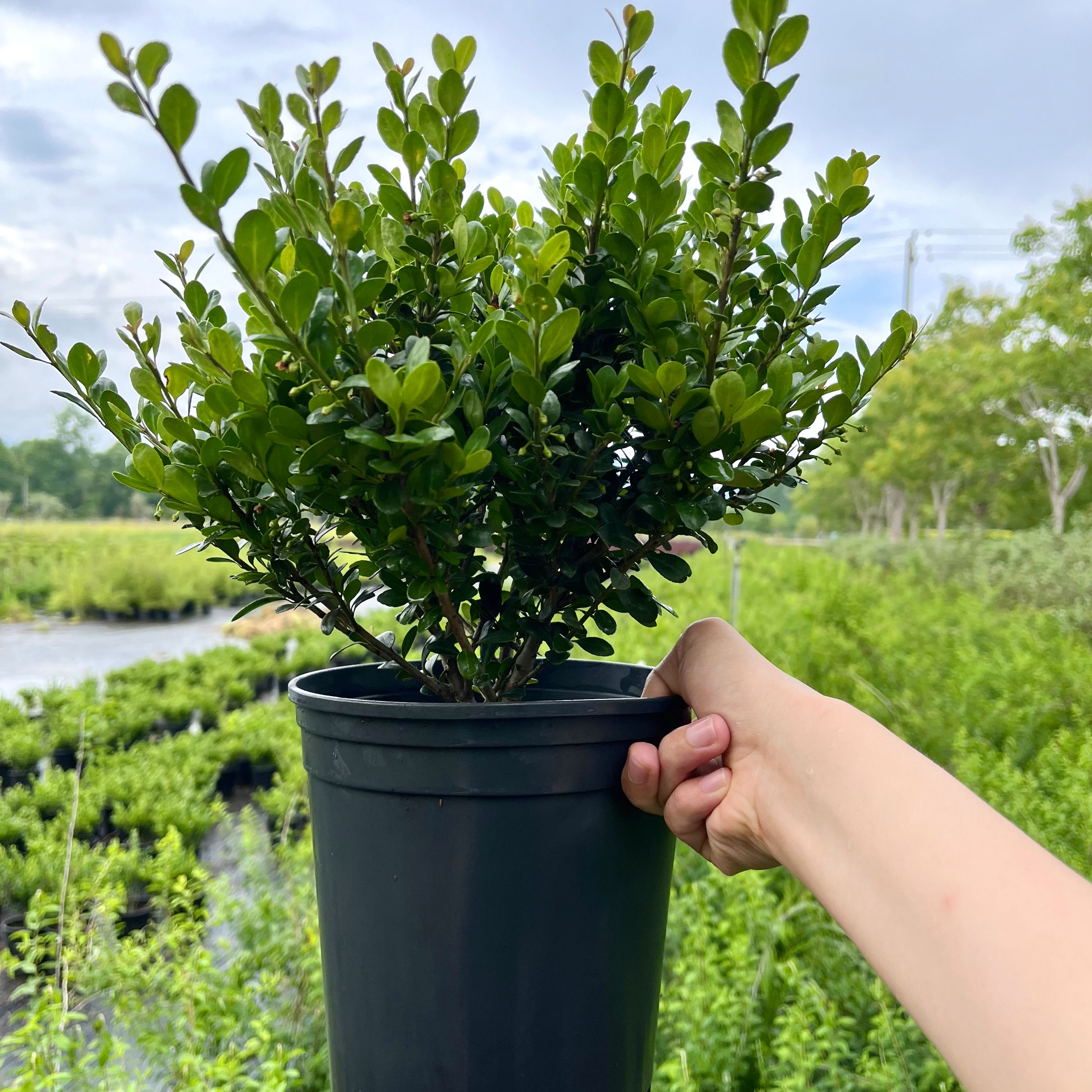 完美冬青小苗庭院四季常青绿化植物地栽盆栽花境常绿植物