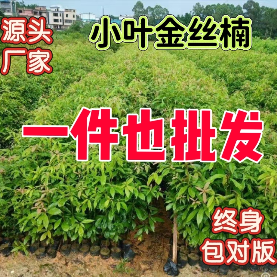 四川金丝楠木苗正宗金丝楠苗名贵小叶桢楠树苗金丝楠木苗楠木树苗