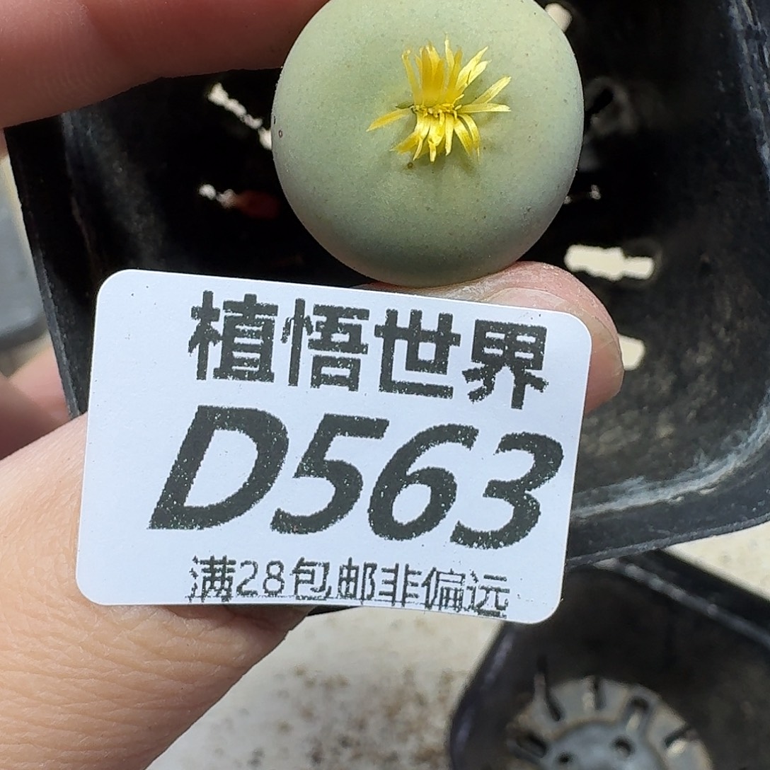 多肉植物的润泽fhb