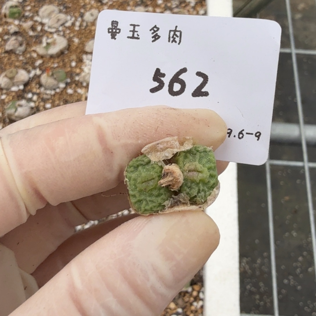 小***豆多肉多肉多肉9-562