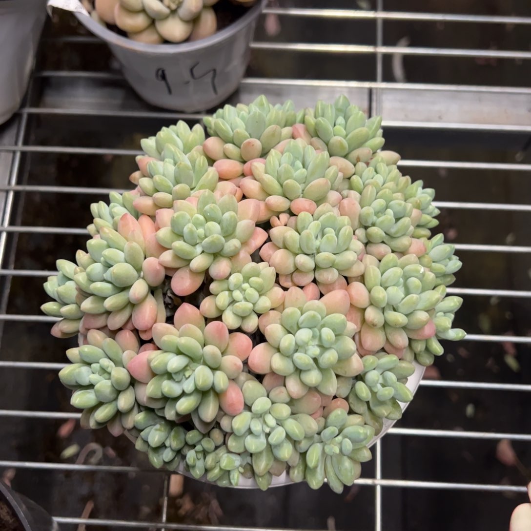 鱼子酱一物一拍2265