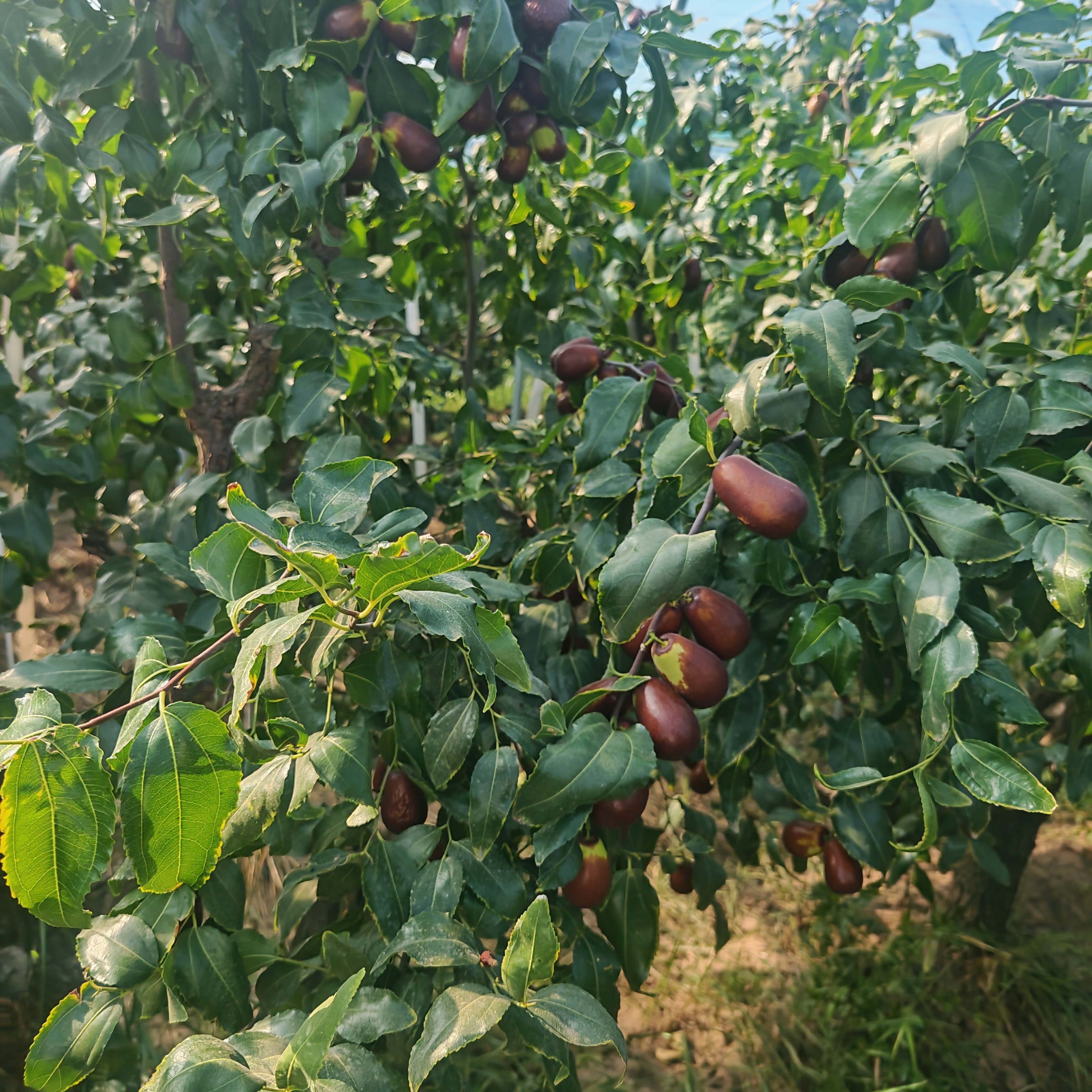太谷壶瓶脆枣现摘现发新鲜脆甜京东包邮山西省