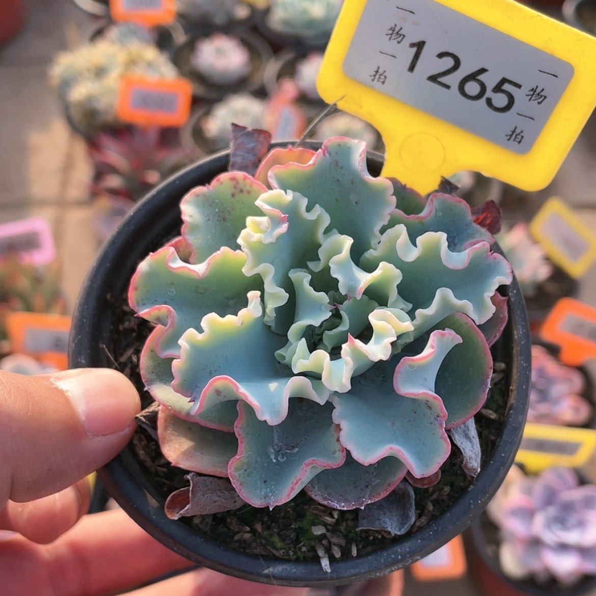 【闪购商品】1265号