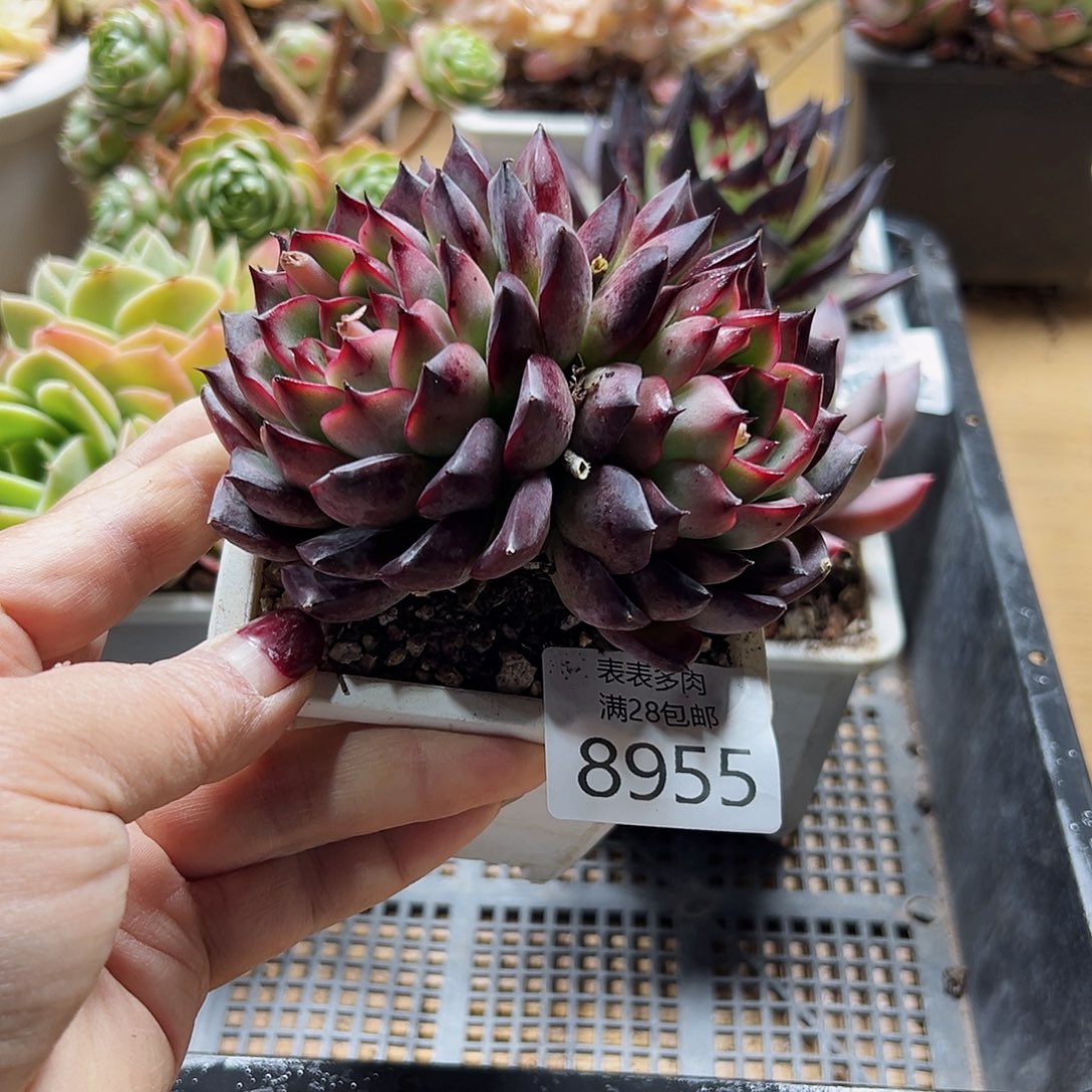 9号多肉一物一拍8955