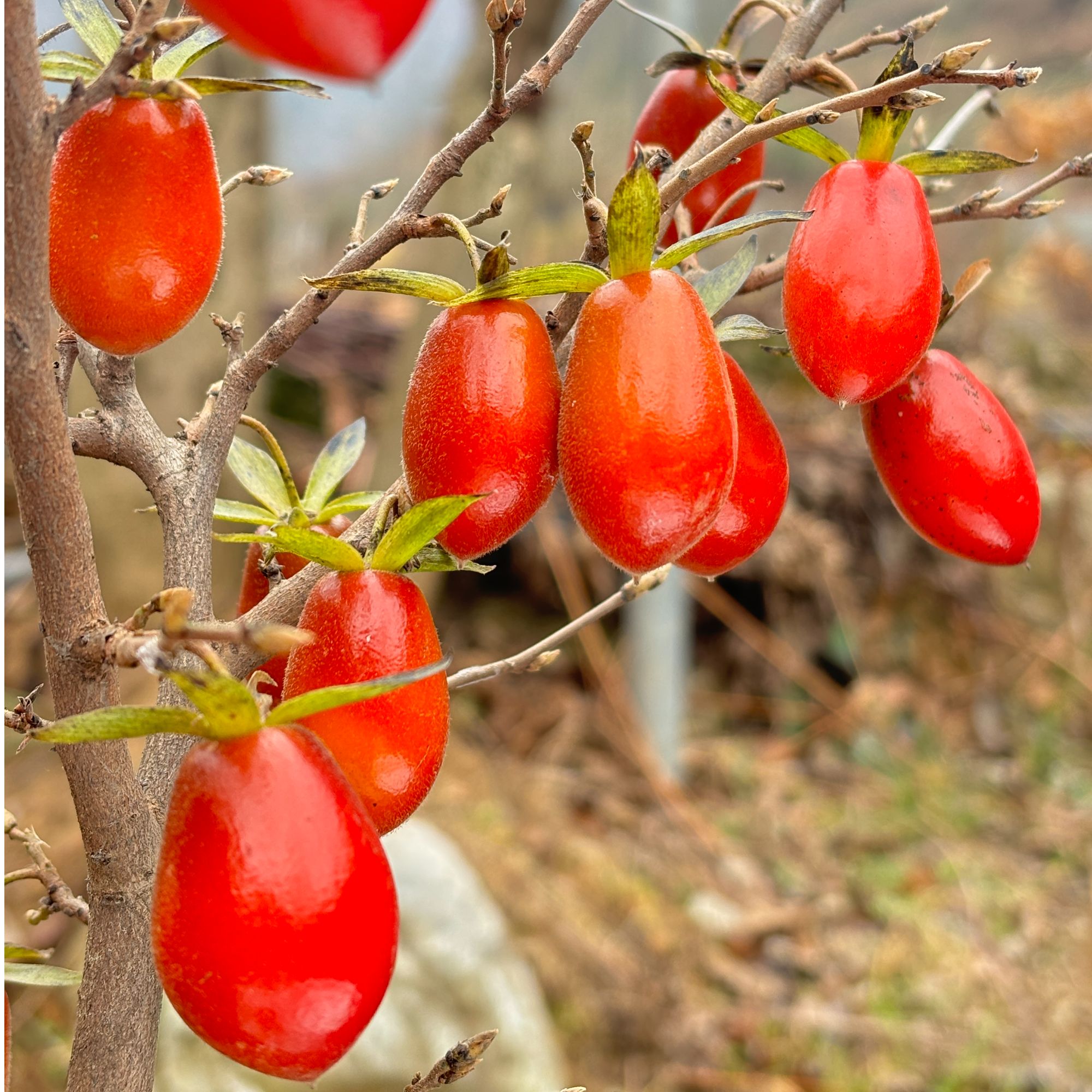  老鸦柿·金弹子购买链接直播间专用一物一拍，单拍无效