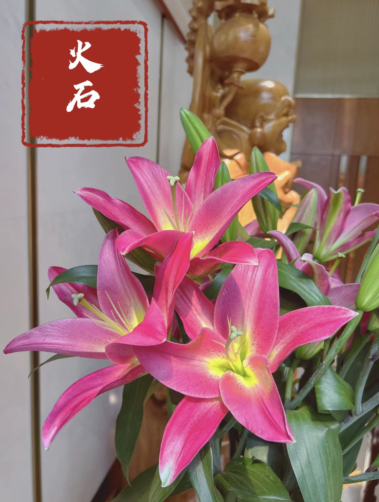 【香樟坊甄选】火石红色百合 红色颜色优质百合观赏插花鲜切花