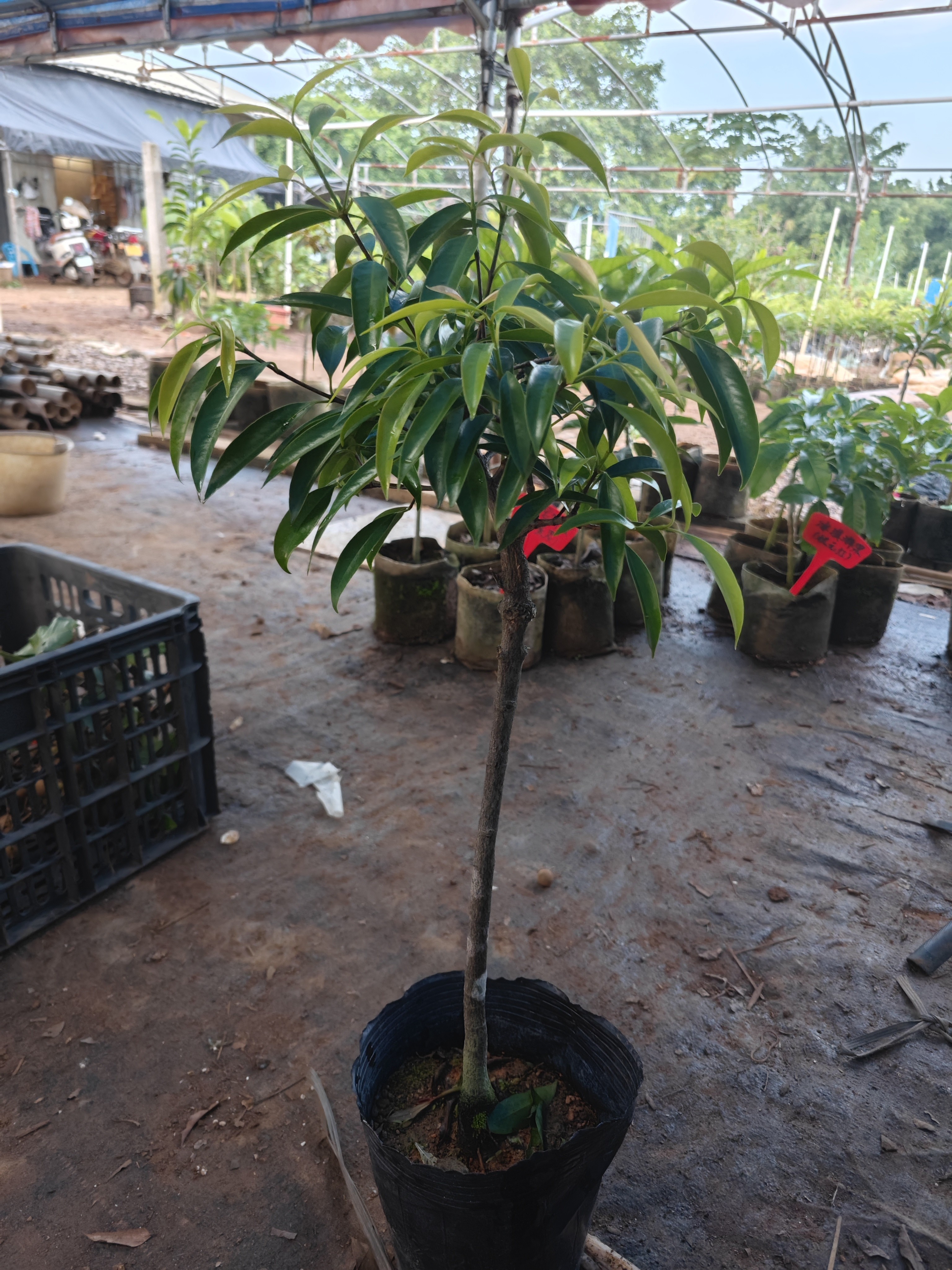 细叶金山竹五颗星果苗园艺一物一拍