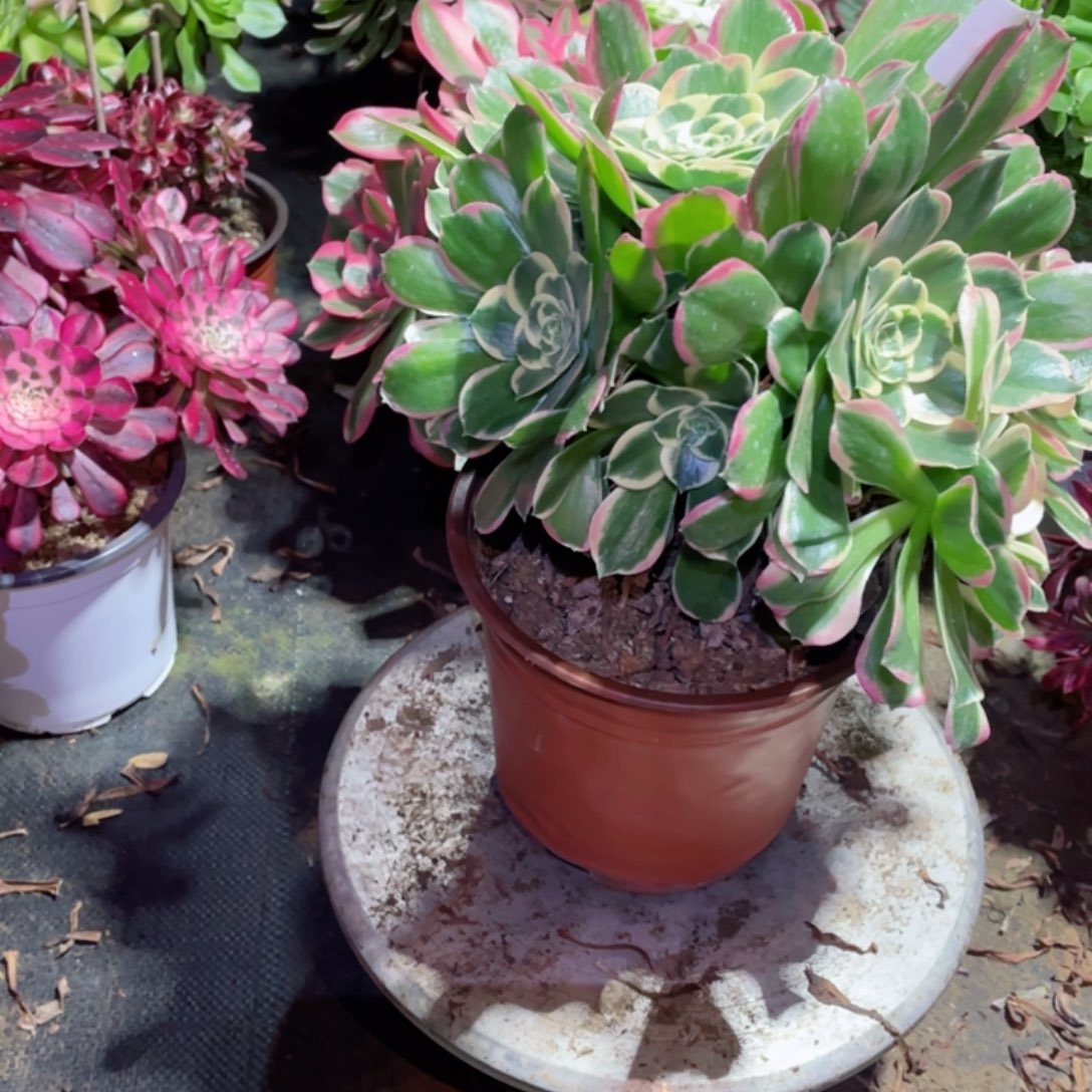 多肉植物雨花石669