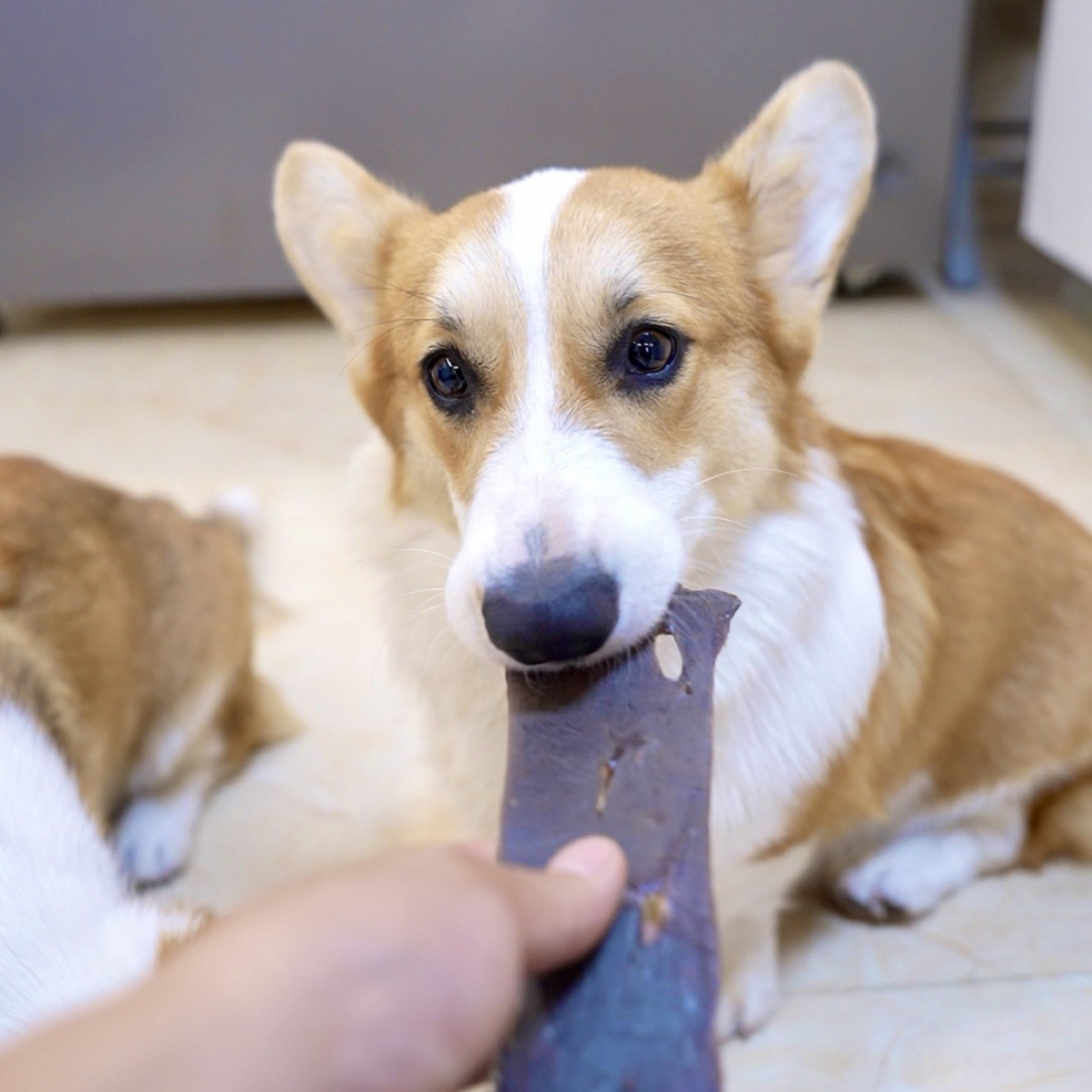 【风干牛肝片】纯手工制作猫猫狗狗磨牙零食训练奖励