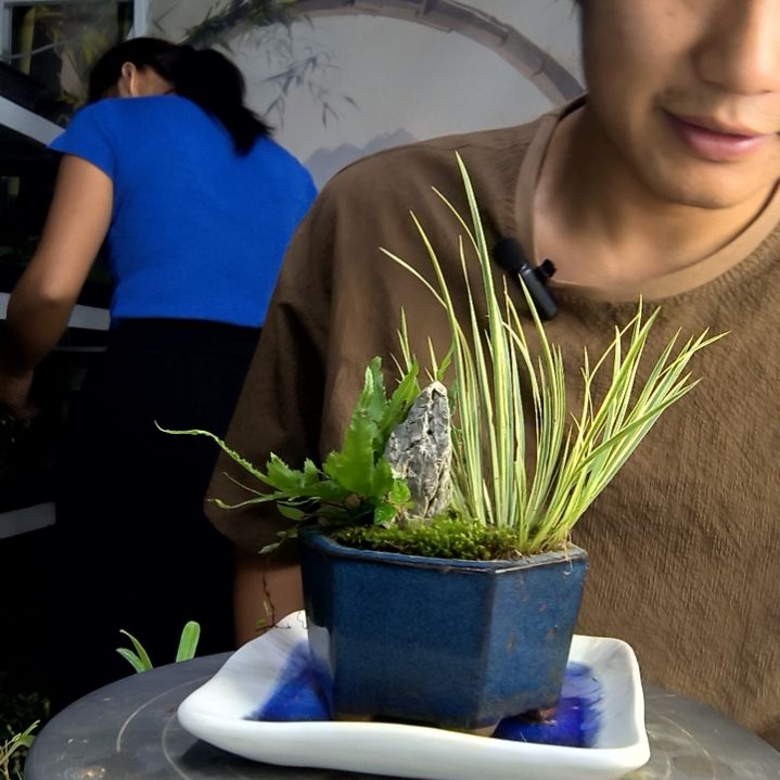 S*A中青园艺一物一拍251