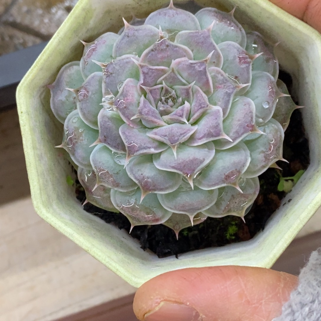 精品多肉一物一拍不包整104