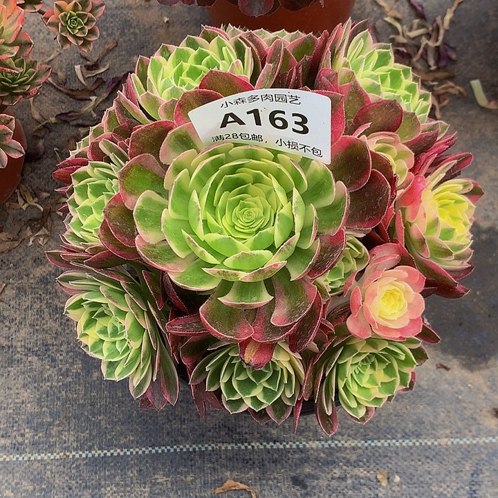163海王多肉88888888