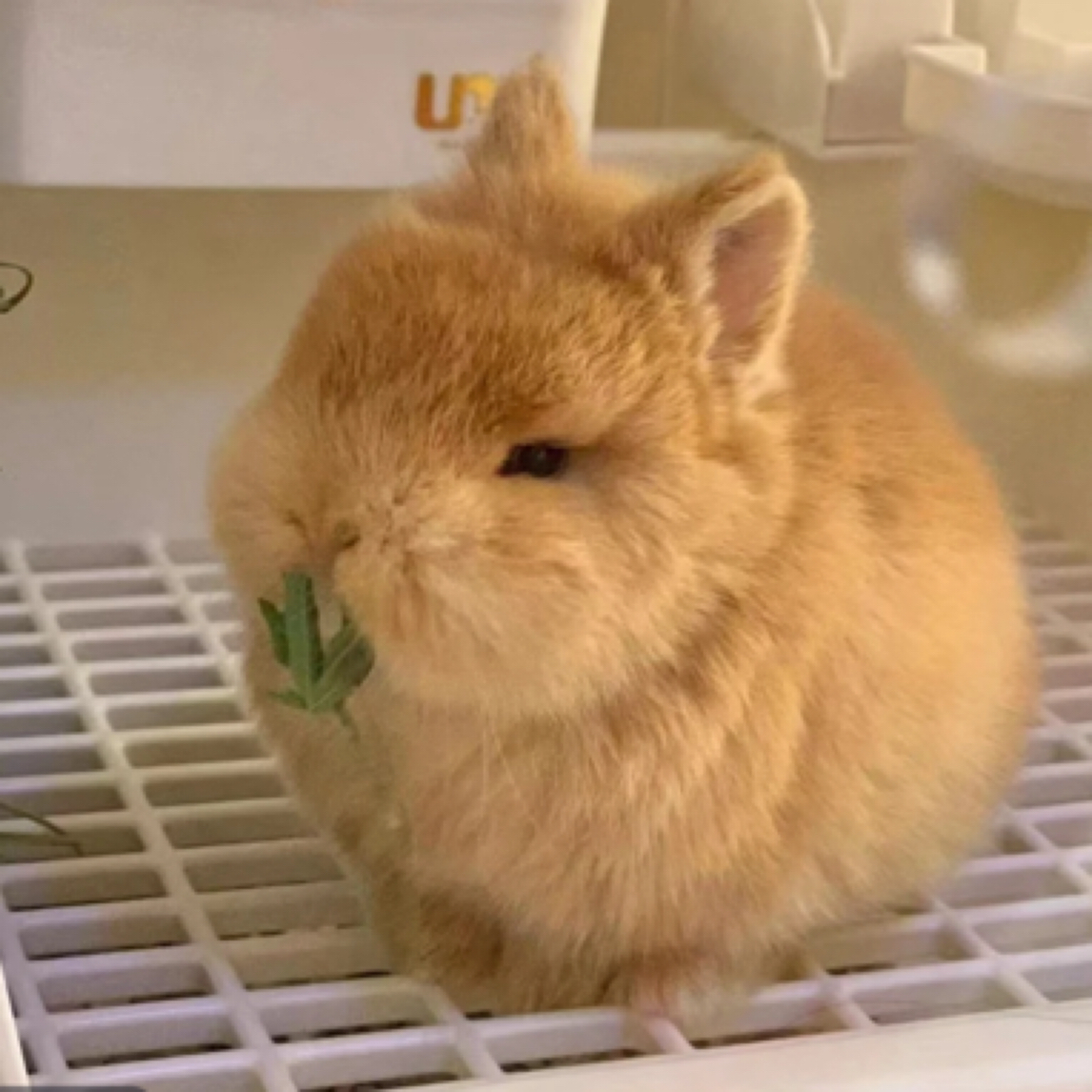 小马家活体宠物专属宠物活体专拍链接