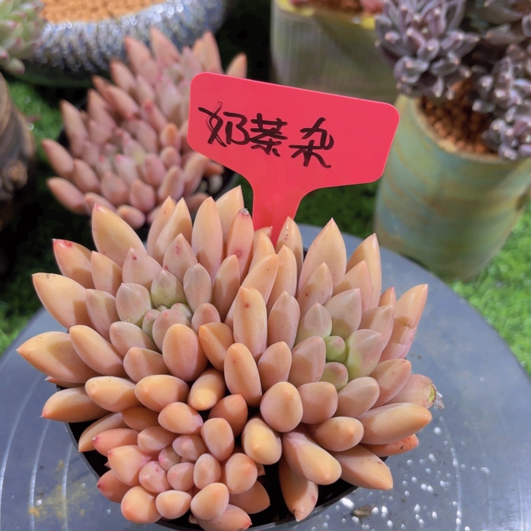 *️****我的小可爱们都好可爱