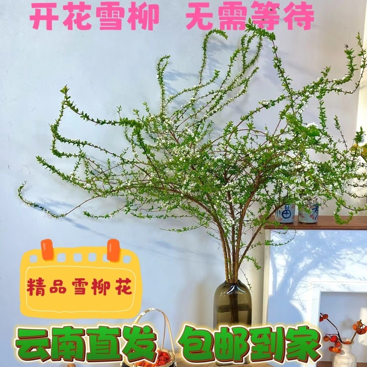 雪柳花鲜枝带花水养室内花卉清香装饰基地直发
