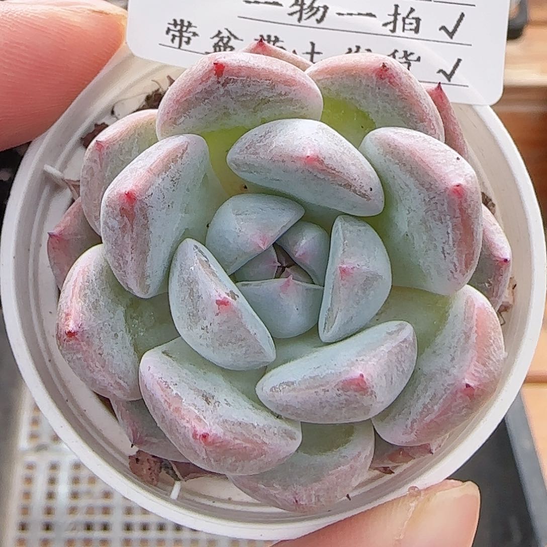 多肉0721-111暗纹暗纹