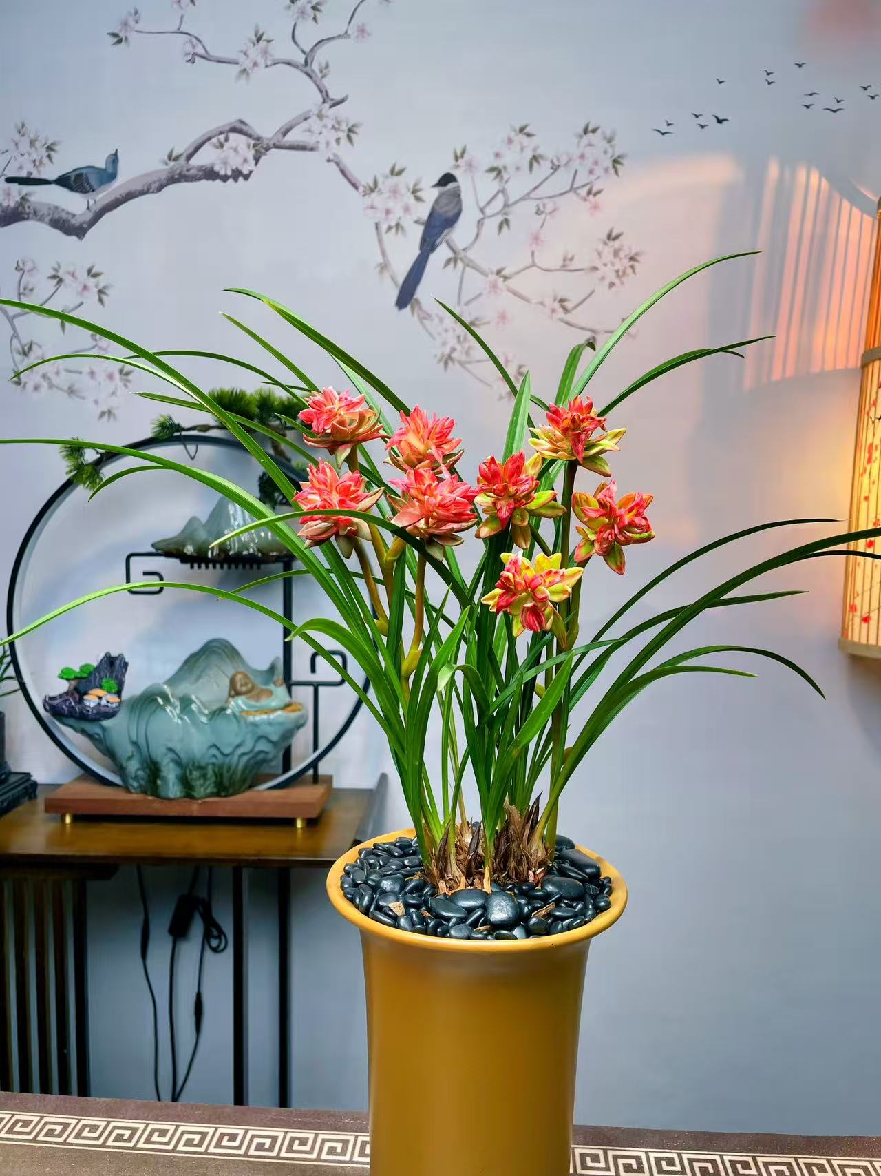 春兰红牡丹 细叶奇花 超浓香好养护花期长 老品种兰花