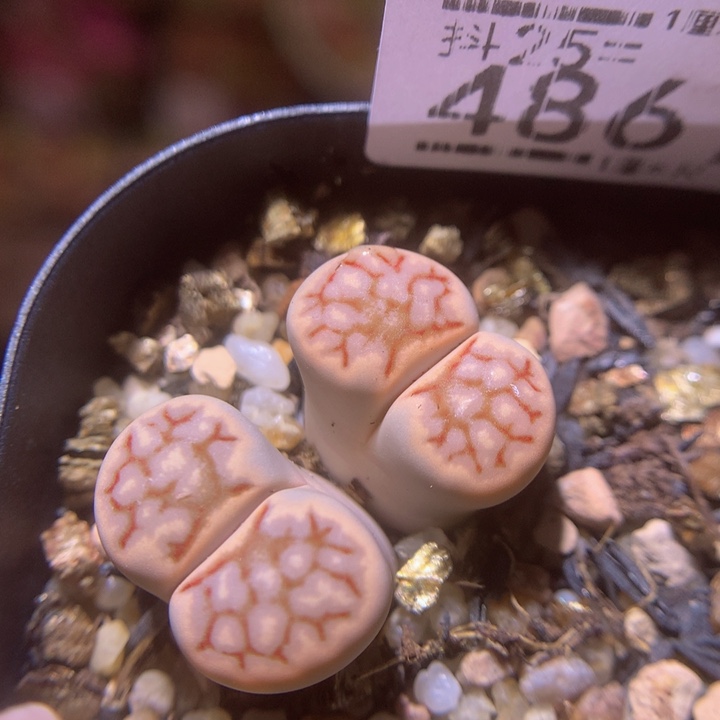 精品生石花25.486