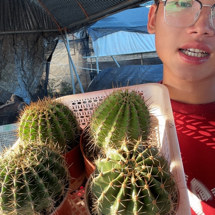 无花朵量拍彩草四颗脱土发货