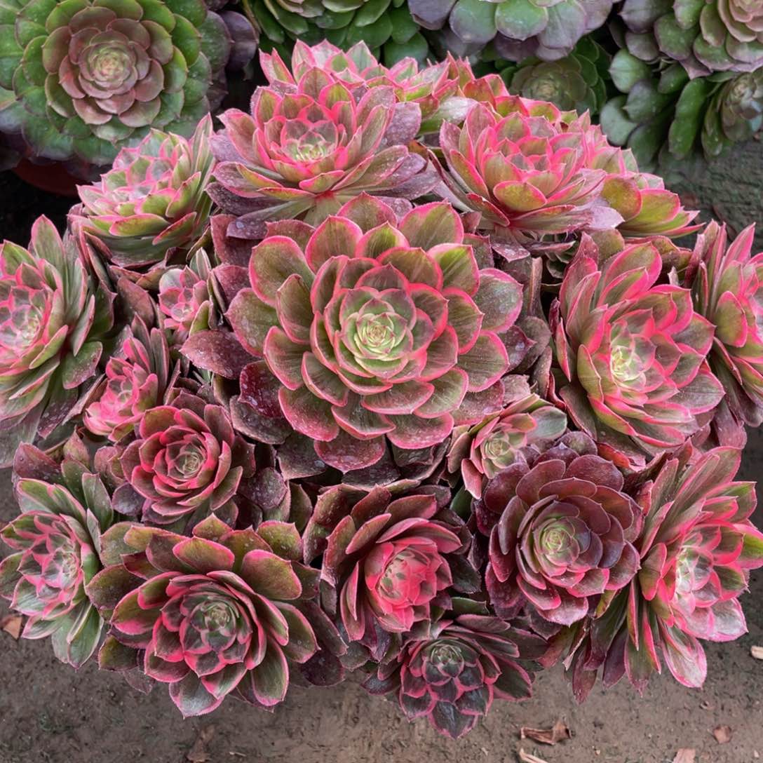 818莲花座精品法师多肉