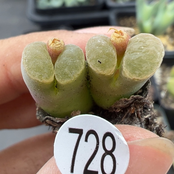 728号1111件包房11件小酒共