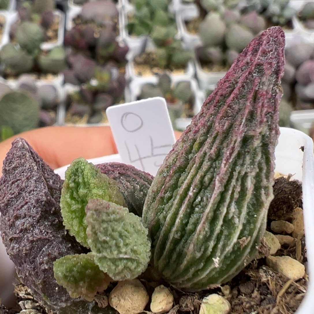 w小辣椒造型竖长条纹实生新品