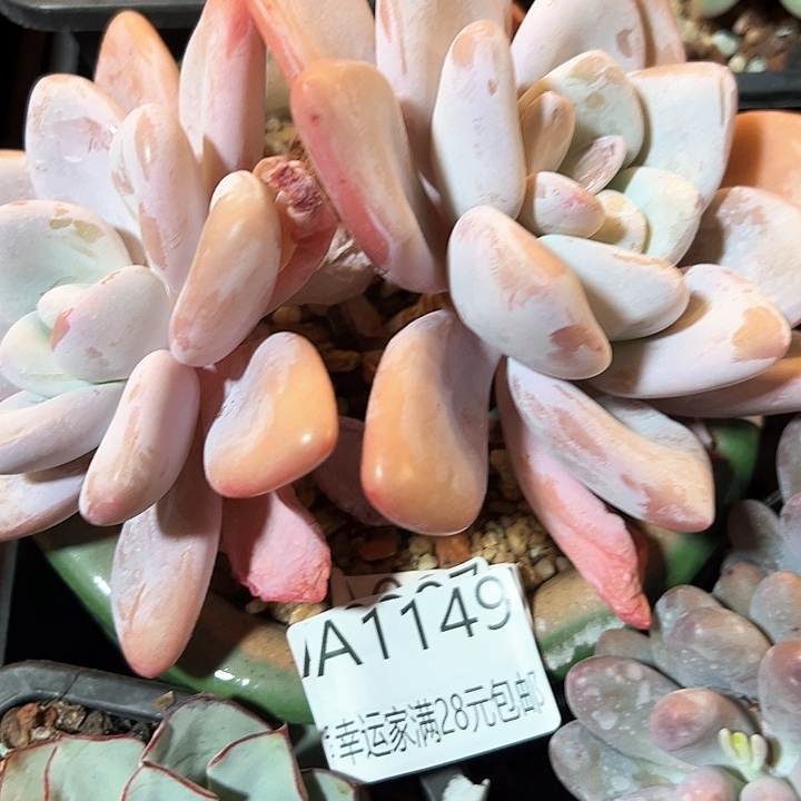 幸运的是我的朋友们一起