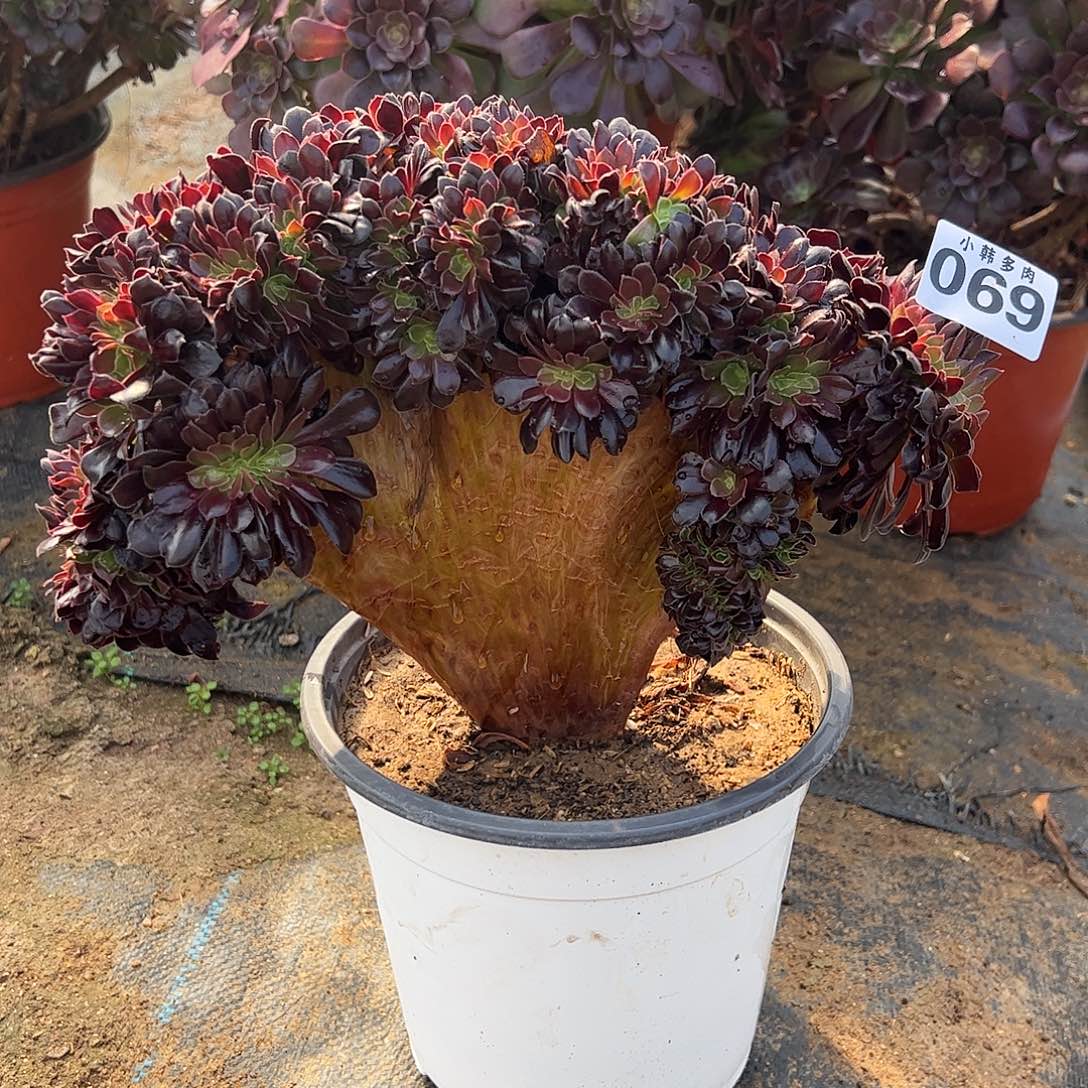 069欧紫缀化法师一